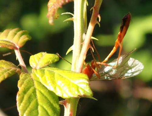 Réf. 201 851 : Enicospilus sp.